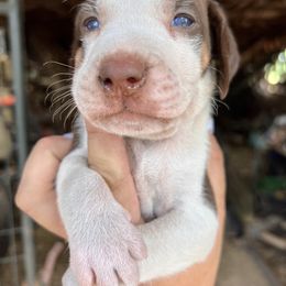 Boy 3 - Red male Catahoula Leopard Dog puppy in Palestine, Texas from Hidden Creek Catahoulas