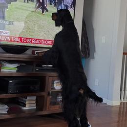 Gordon Setters from Echoglen Gordon Setters