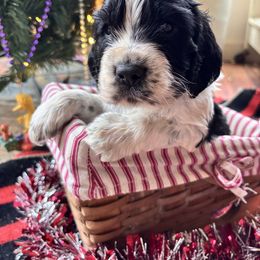 Denali - Black and white male English Springer Spaniel puppy in Huntingdon, Pennsylvania from Indian Creek Springers and Doxies