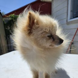 Creamy - Pomeranian