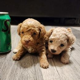 Poodle puppies from Wendy's Poodles