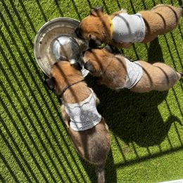 "Puppy’s in tshirts " Belgian Malinois Puppies from Care 2 Protect