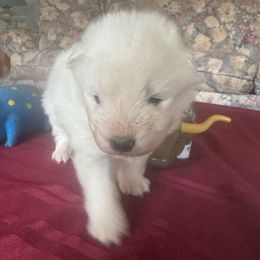 1 - White and biscuit male Samoyed puppy in Goldendale, Washington from Better’s Samoyeds