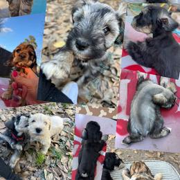 Cocker Spaniel and Miniature Schnauzer Puppies from Smith’s Schnauzer Den