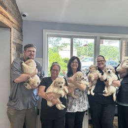 Golden Retriever Puppies from Ruff Life Goldens