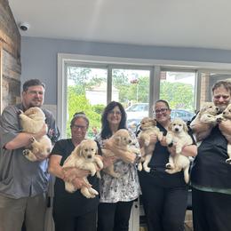 Golden Retriever Puppies from Ruff Life Goldens