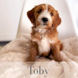 Toby - Red  male Goldendoodle puppy in Melba, Idaho from KZ Doodles