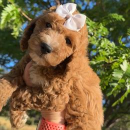 Assorted Doodle Crosses, Goldendoodle, Labradoodle, and Poodle Puppies from Ruff Country Doodles