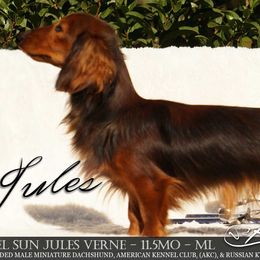 Jules - Dachshund