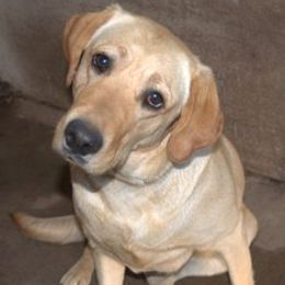 Burnie - Labrador Retriever