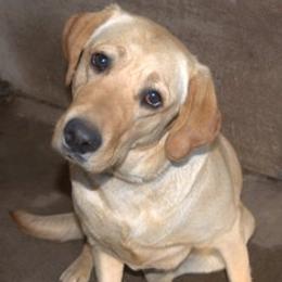 Burnie - Labrador Retriever