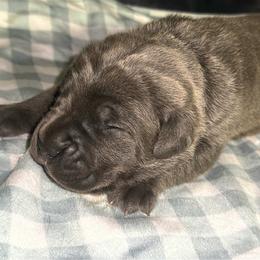 Buzz - Gray brindle male Cane Corso puppy in Fairfield, California from Royal Class Kennels