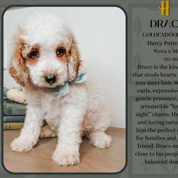 Draco - Parti male Goldendoodle puppy in Hilton, New York from The House of Goldendoodle