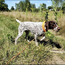 German Shorthaired Pointer Puppies from Country Creek GSPs