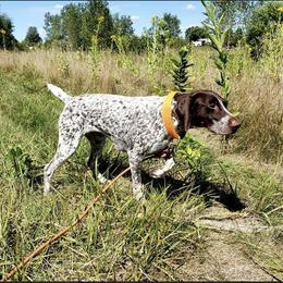 German Shorthaired Pointer Puppies from Country Creek GSPs