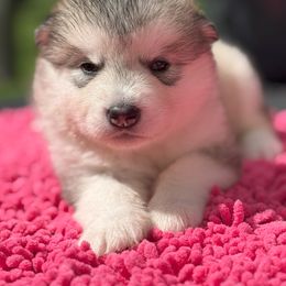 Girl 6 - Gray and white female Alaskan Malamute puppy in Ramsey, Minnesota from Windchaser Kennels
