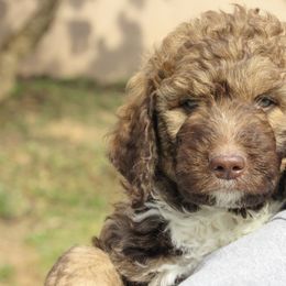 Bernedoodle and Bernese Mountain Dog Puppies from KEE Bernedoodles
