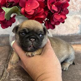 Purple collar - Fawn female Pug puppy in Tucson, Arizona from Furever Friends