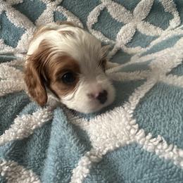 Cavalier King Charles Spaniel Puppies from Dawson’s Creek Breeding