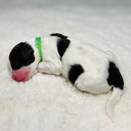 Sedona- Female Reservation 4 - Brown and white female Sheepadoodle puppy in Spokane, Washington from Downriver Doodles