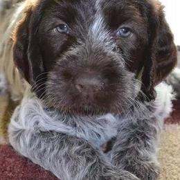 Wirehaired Pointing Griffons from Daehler's Wirehaired Pointing Griffons