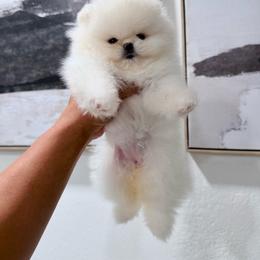 Elsa - White female Pomeranian puppy in Las Vegas, Nevada from Ice City Pomeranians