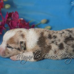 American Corgi and Pembroke Welsh Corgi Puppies from Magnolia Creek Corgis