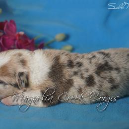 American Corgi and Pembroke Welsh Corgi Puppies from Magnolia Creek Corgis