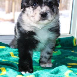 Wasabi - Blue merle female Australian Shepherd puppy in Coldwater, Michigan from Northern Star Australian Shepherds