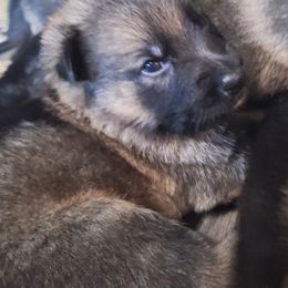 Boy 5 - Sable male German Shepherd puppy in Oconomowoc, Wisconsin from Vom Haus Borchardt GSD Kennels