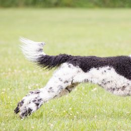 American Bullies and Poodles from Mosswood