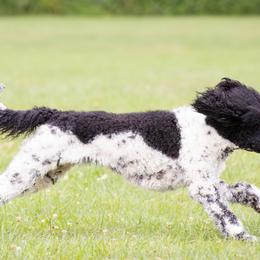 American Bullies and Poodles from Mosswood