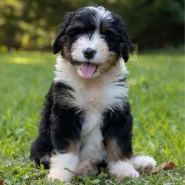 Toothless - Black tri-color female Aussiedoodle puppy in Mountain Home, Arkansas from Amos and Oak Doodles
