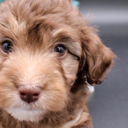 Cavalier King Charles Spaniels, Cavapoos, Havanese, and Havapoos from Grayfinn House