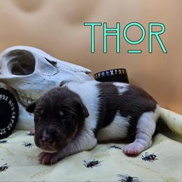 Thor - White, chocolate and tan male Rat Terrier puppy in Lynn, Alabama from Cryptic Rat Terriers