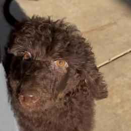 Nova - Brown female Poodle puppy in Corona, California from Garden Of Poodles