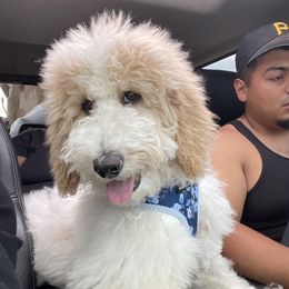 Lily - Goldendoodle