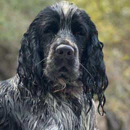 English Springer Spaniels from Cherokee Springers of NWFL