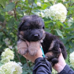 Blue - Black and red male German Shepherd puppy in New York from Spitze German Shepherds