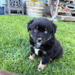 Snickers - Black tri male Miniature American Shepherd puppy in Enumclaw, Washington from Mount Peak Mini American Shepherds