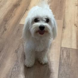 Luna - Coton de Tulear