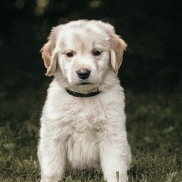 Black Boy - Golden Retriever puppy from Carolina Goldens