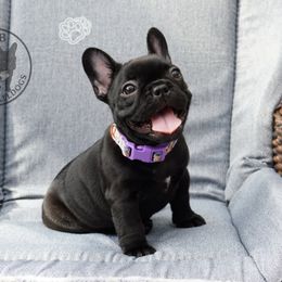 French Bulldog Puppies from A & B French Bulldogs