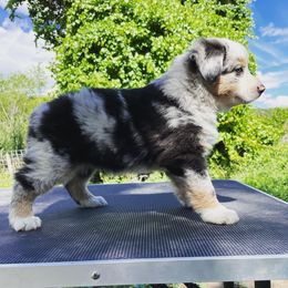 Australian Shepherd and Border Collie Puppies from Sun Up Kennels