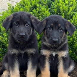 Female 3 - Black and red female German Shepherd puppy in Warwick, Rhode Island from Karma Kennels