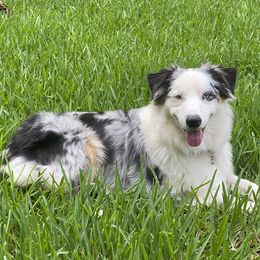 Ember - Australian Shepherd