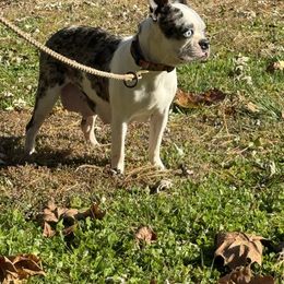 Fashion - Boston Terrier