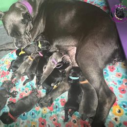 Cane Corso Puppies from Killing Joke Kennels, LLC