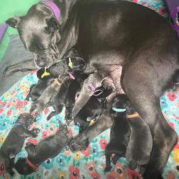 Cane Corso Puppies from Killing Joke Kennels, LLC