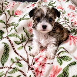 Girl 2 - Chocolate, tan and white female Yorkshire Terrier puppy in Bolton, Connecticut from Elle Yorkies